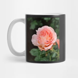 Spider inside the pink fragrant rose Mug